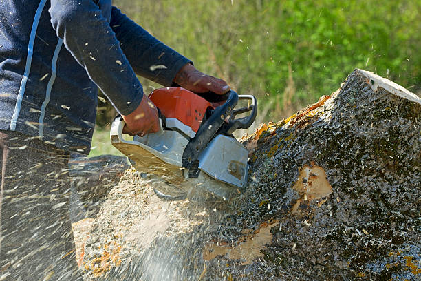 Reliable Oxon Hill, MD Tree Service Solutions